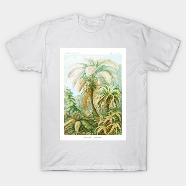 Primitive ferns - Botanical Illustration T-Shirt by chimakingthings